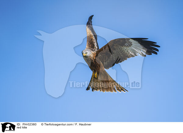 red kite / FH-02380