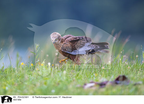 red kite / FH-02391