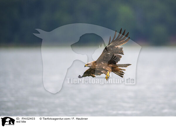 Rotmilan / red kite / FH-02403