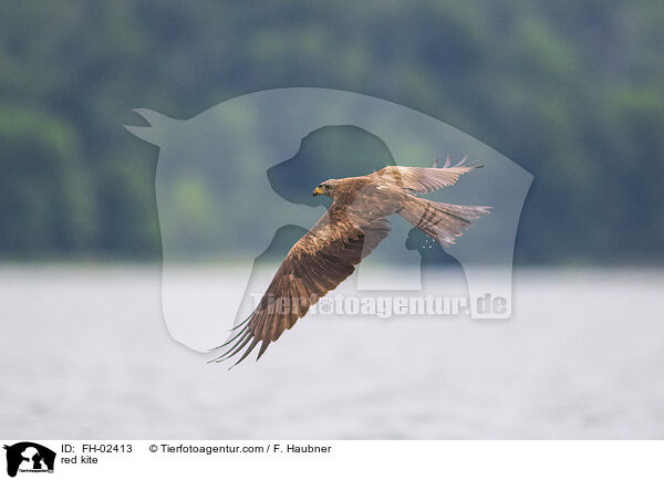 red kite / FH-02413