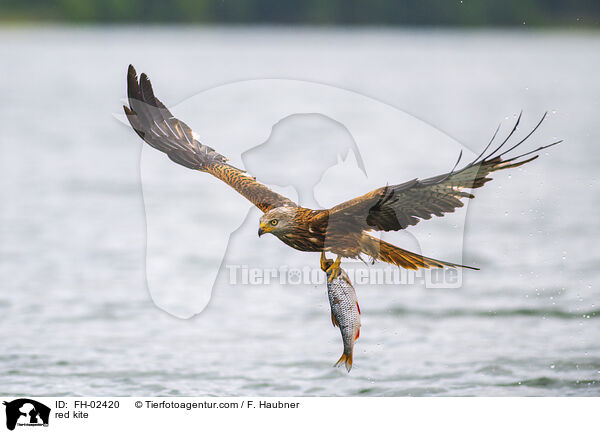red kite / FH-02420