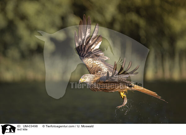 Rotmilan / red kite / UM-03498
