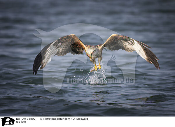 red kite / UM-03502