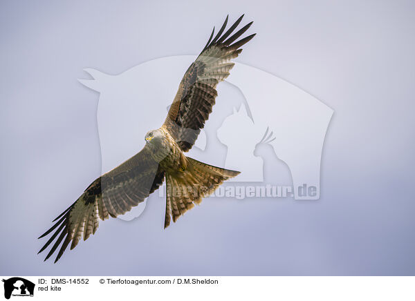 Rotmilan / red kite / DMS-14552