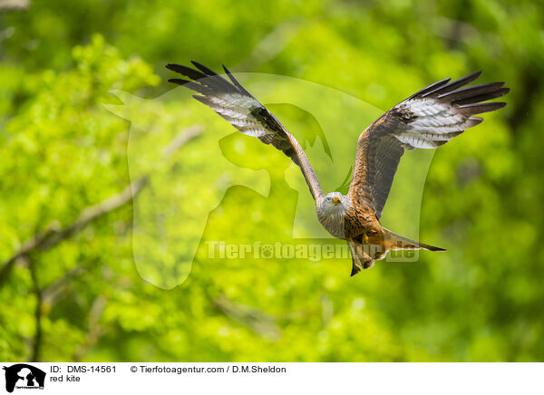 Rotmilan / red kite / DMS-14561