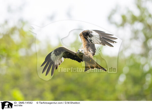 Rotmilan / red kite / DMS-14582