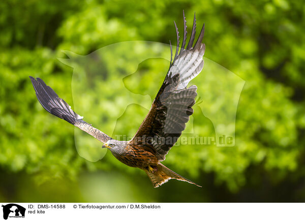 Rotmilan / red kite / DMS-14588
