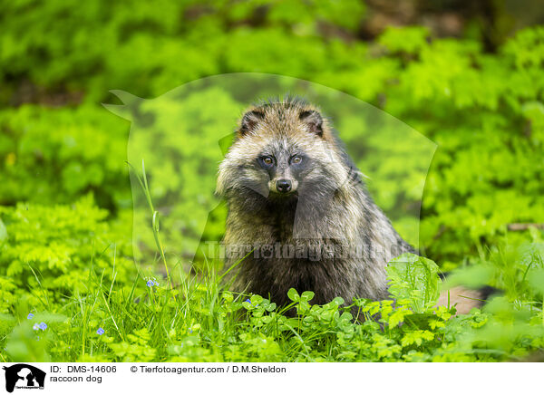 Marderhund / raccoon dog / DMS-14606