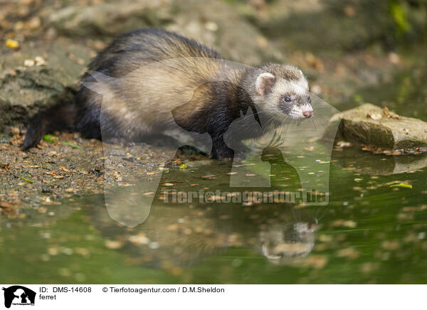 Frettchen / ferret / DMS-14608