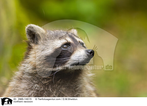 Waschbr / northern raccoon / DMS-14615