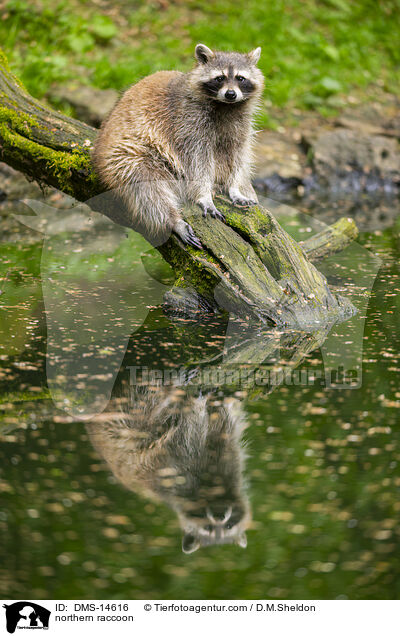 Waschbr / northern raccoon / DMS-14616
