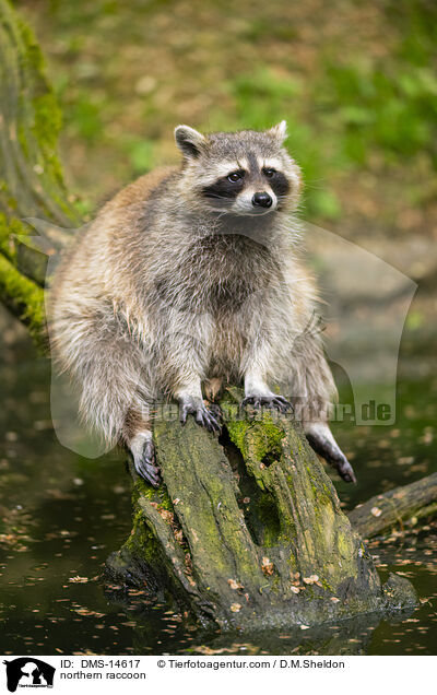 northern raccoon / DMS-14617