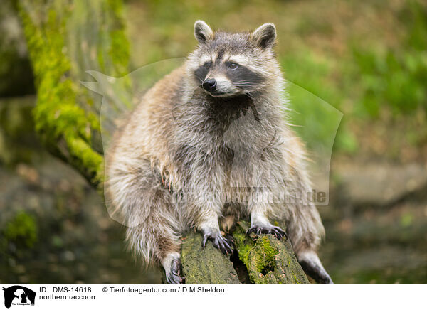 northern raccoon / DMS-14618