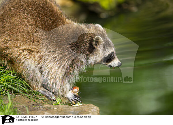 Waschbr / northern raccoon / DMS-14627