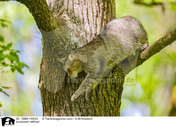 Europische Wildkatze / european wildcat / DMS-14634