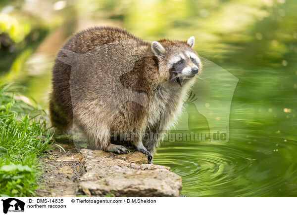 Waschbr / northern raccoon / DMS-14635