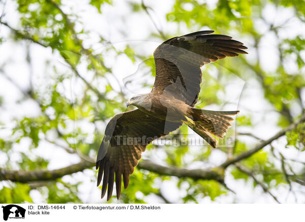 Schwarzmilan / black kite / DMS-14644