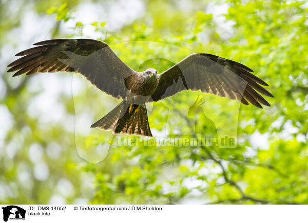 Schwarzmilan / black kite / DMS-14652