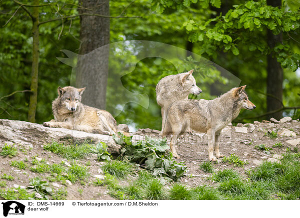 deer wolf / DMS-14669