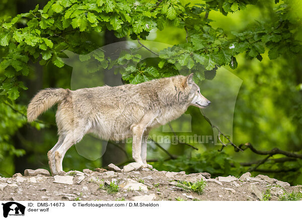 Timberwolf / deer wolf / DMS-14673