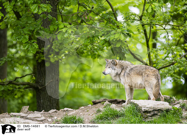 Timberwolf / deer wolf / DMS-14681
