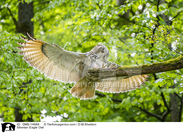 Sibirischer Uhu / Siberian Eagle Owl / DMS-14688