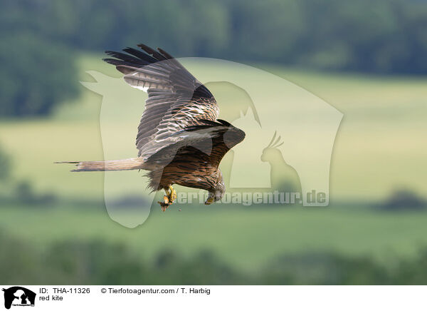 Rotmilan / red kite / THA-11326