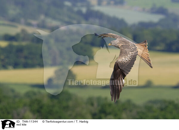 Rotmilan / red kite / THA-11344