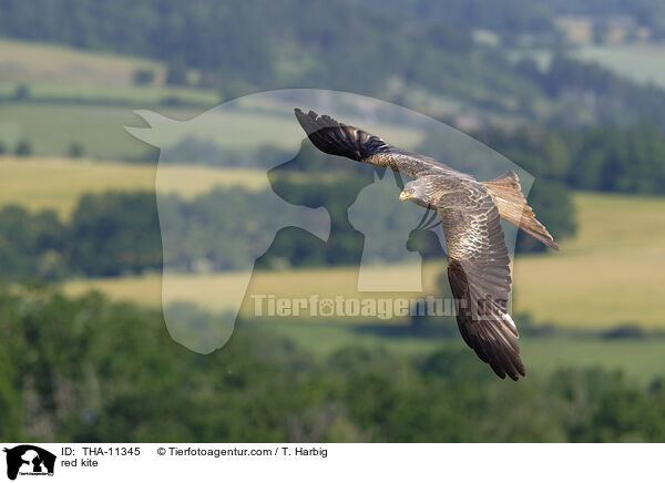 Rotmilan / red kite / THA-11345