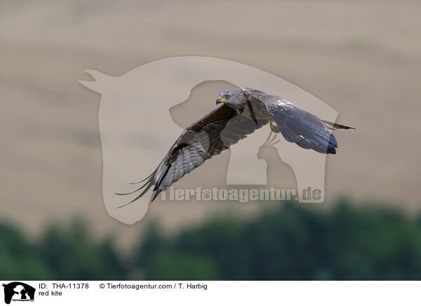 Rotmilan / red kite / THA-11378