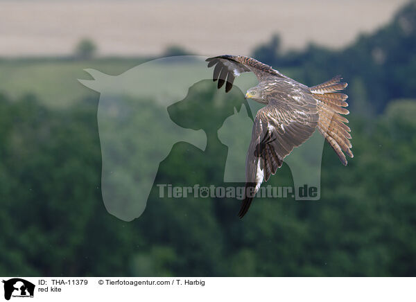 Rotmilan / red kite / THA-11379