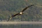red kite