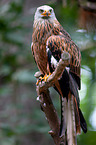 red kite