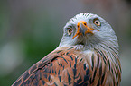 red kite