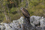 red kite sits on the stone