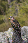 red kite sits on the stone