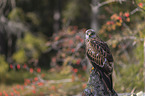 red kite sits on the stone