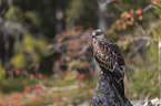 red kite sits on the stone