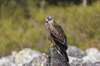 red kite sits on the stone
