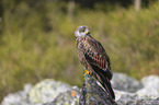 red kite sits on the stone