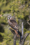 red kite sits on branch