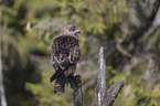 red kite sits on branch