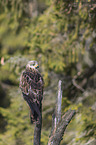 red kite sits on branch