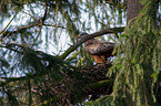 sitting Red Kite