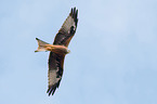 flying Red Kite