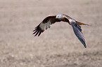 flying Red Kite