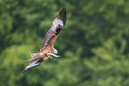 flying Red Kite