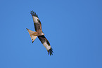red kite