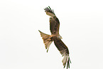 red kite