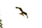 red kite